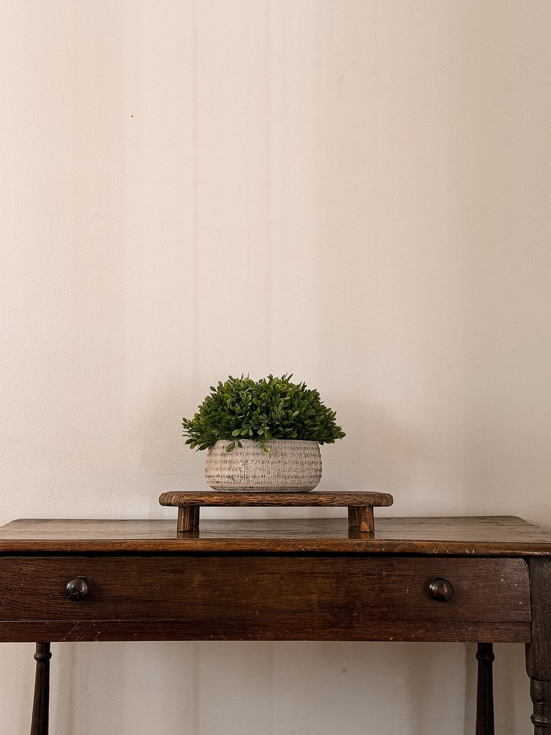 Boxwood in Cement Pot | 8"
