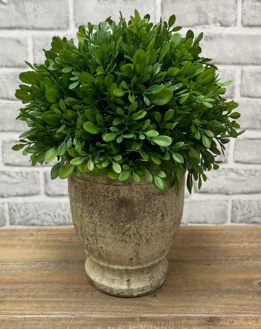 Boxwood in Cement Pot | 11"