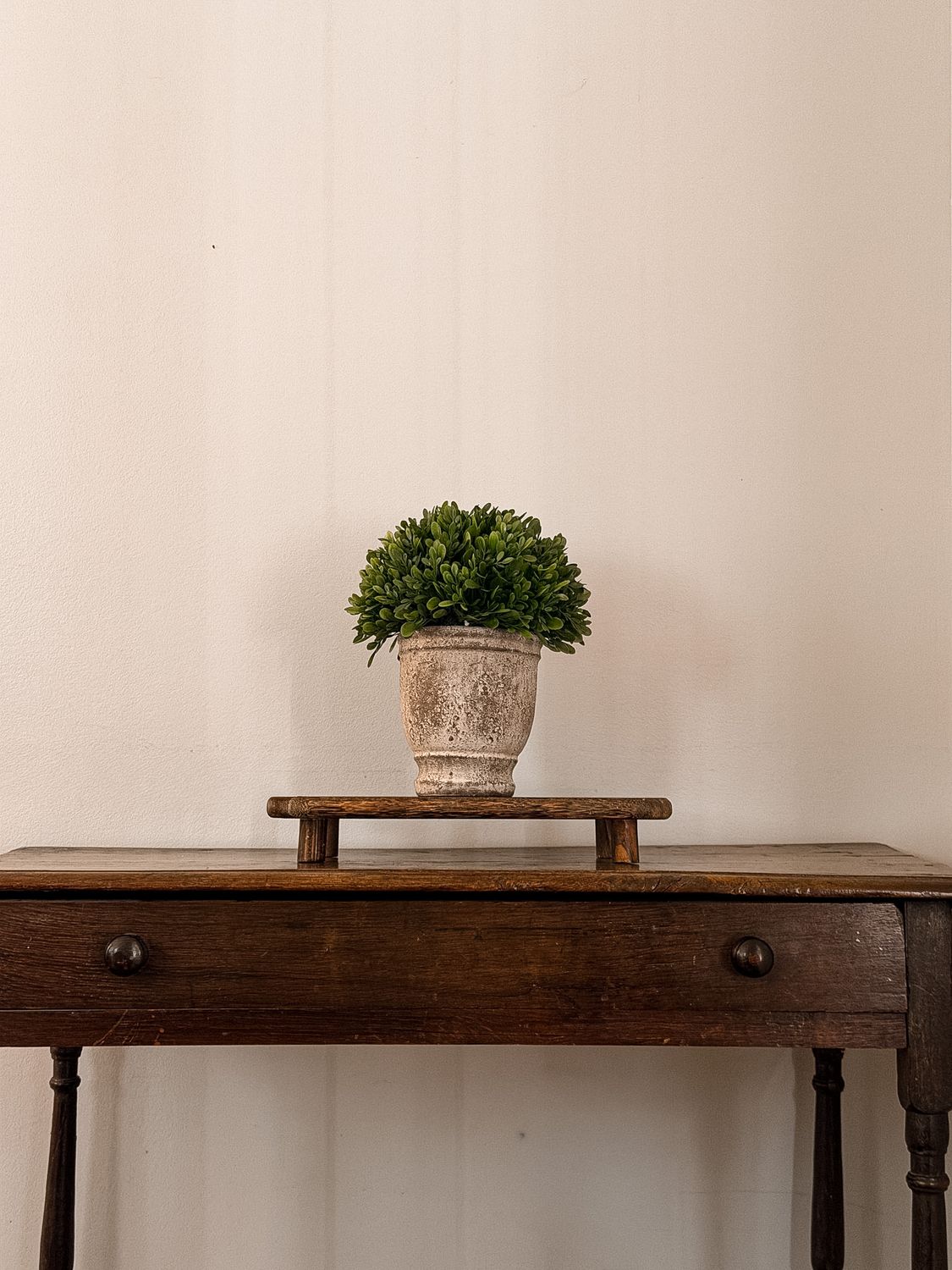 Boxwood in Cement Pot | 11"