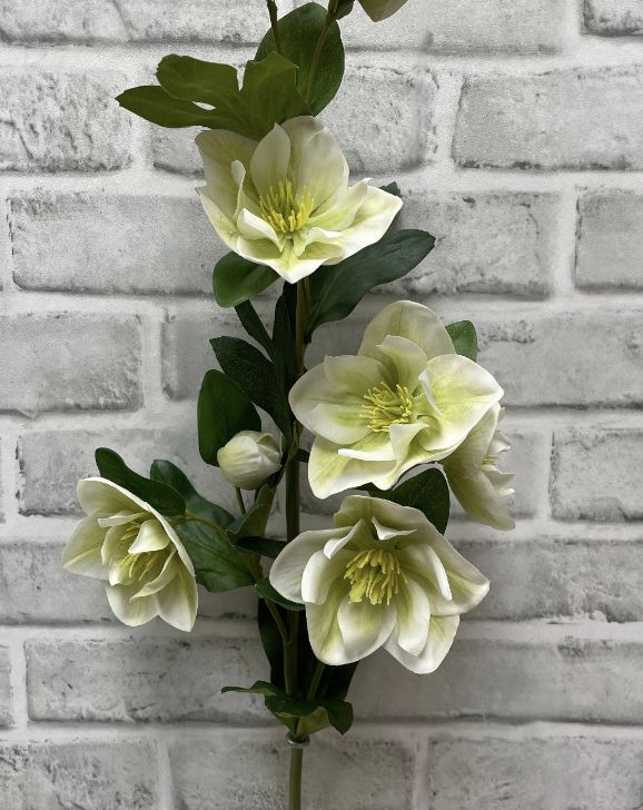 Fresh Touch Green White Helleboes