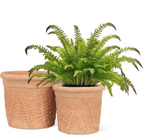Fern Roll Rim Planter | Small