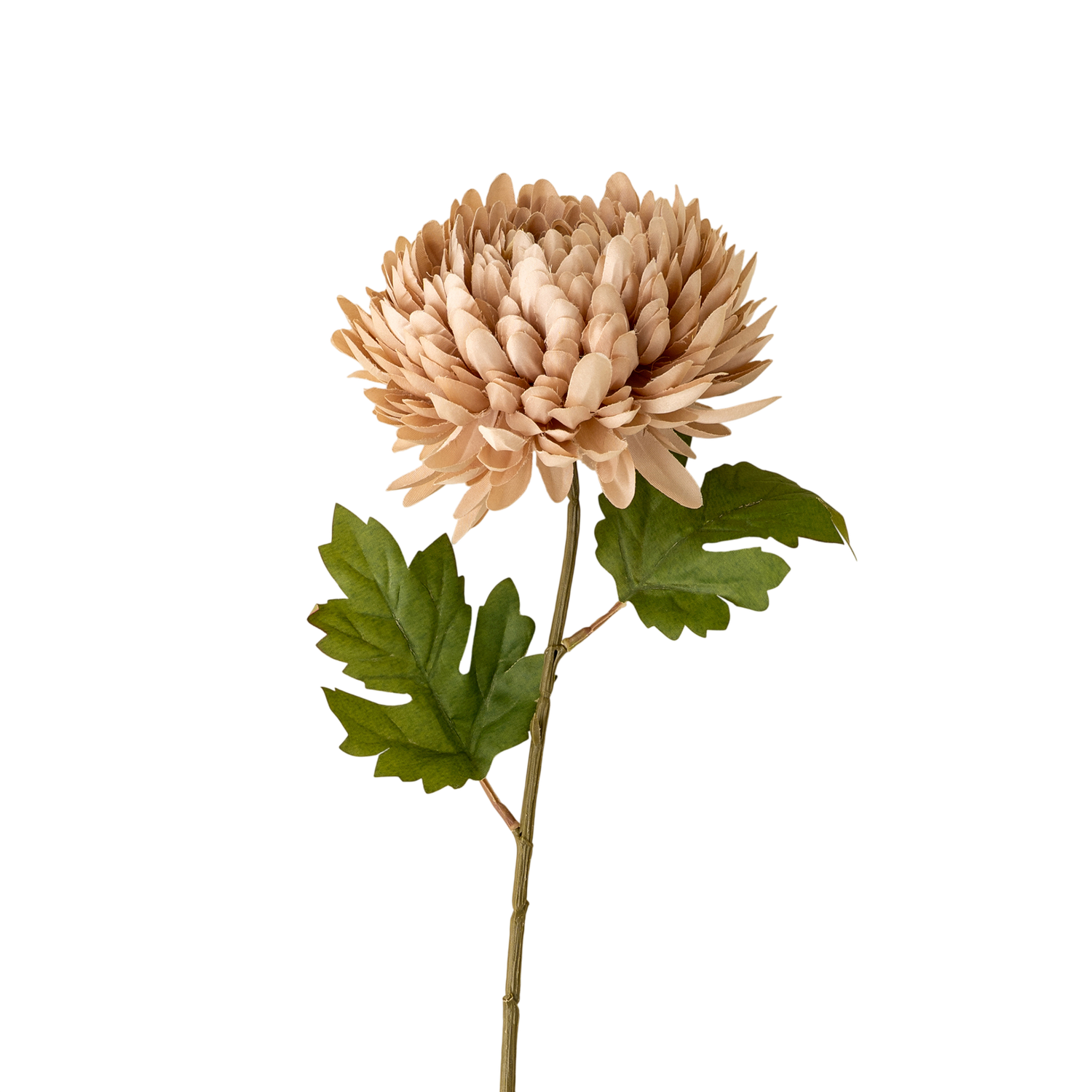 Chrysanthemum Stem | Dusty Pink