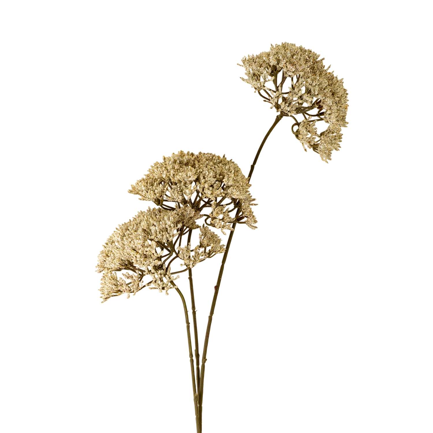 Queen Anne's Lace Spray
