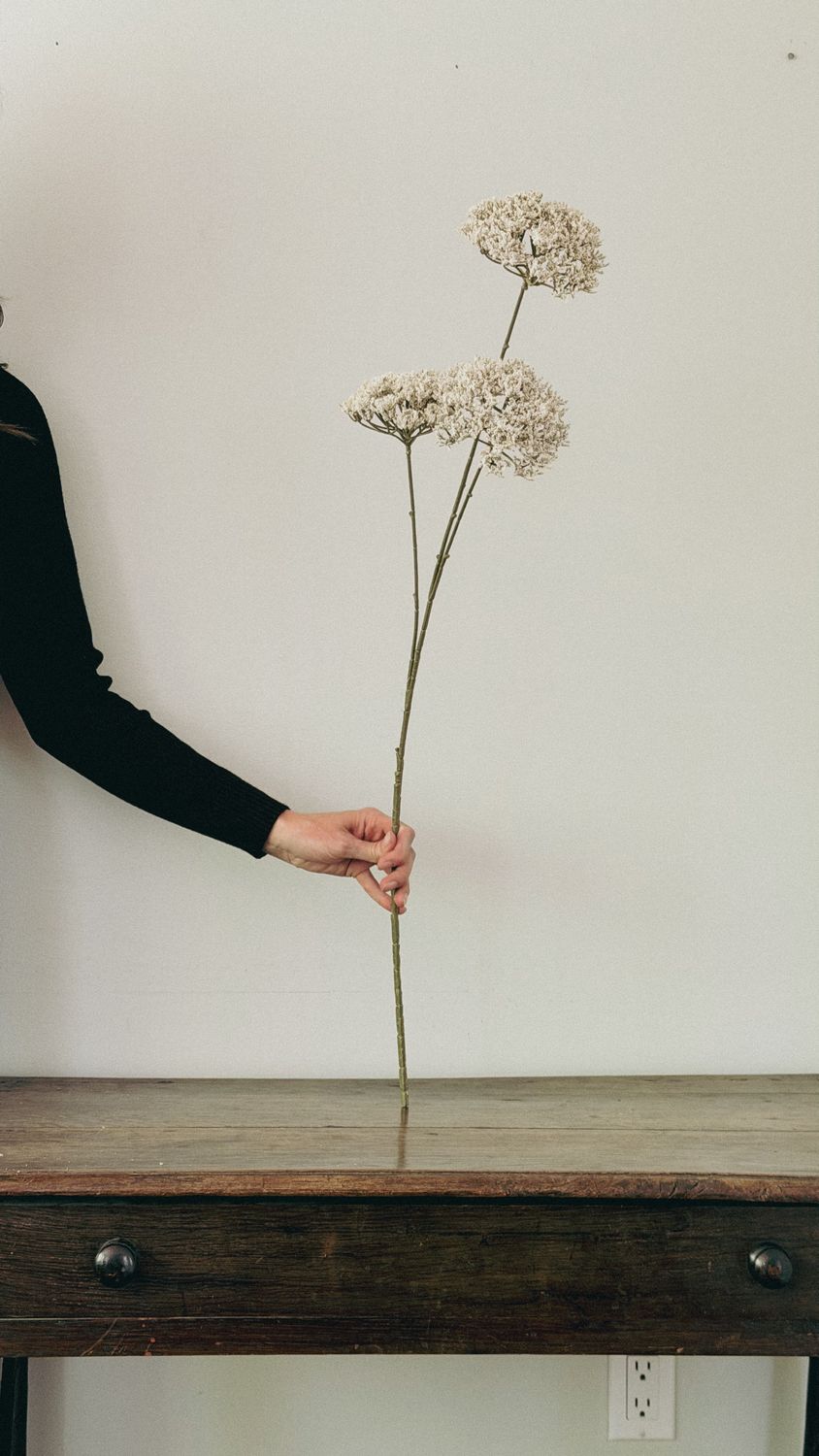 Queen Anne's Lace Spray