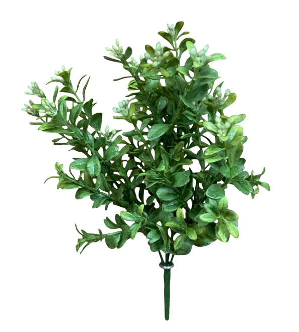 Boxwood Bush | 12"