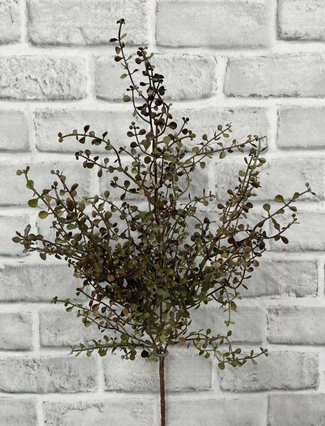 Burgundy Baby Tears Bush | 20"