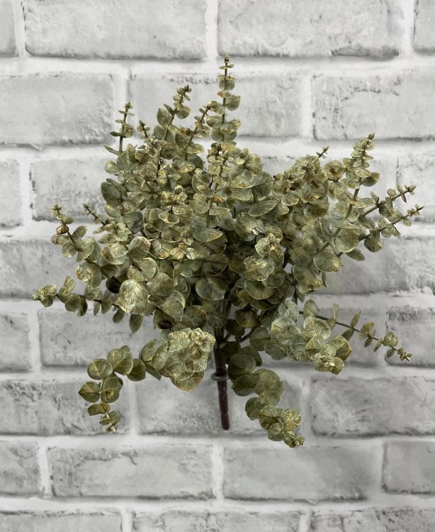Cream Baby Tears Bush | 12"