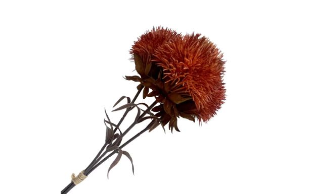 Fall Dianthus Spray | Orange-16"