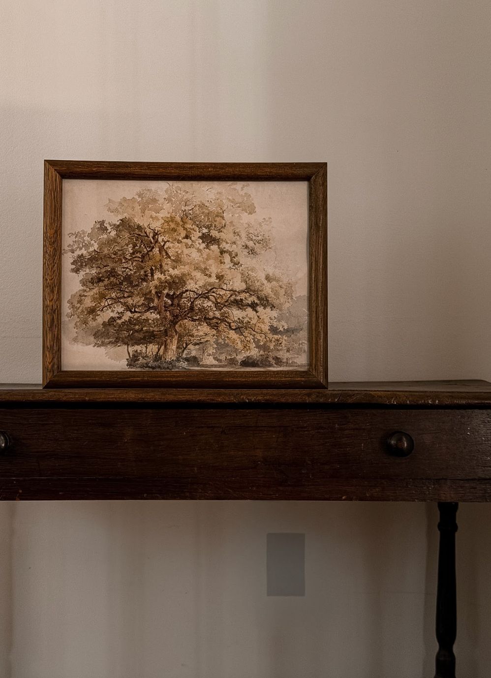 English Oak Study