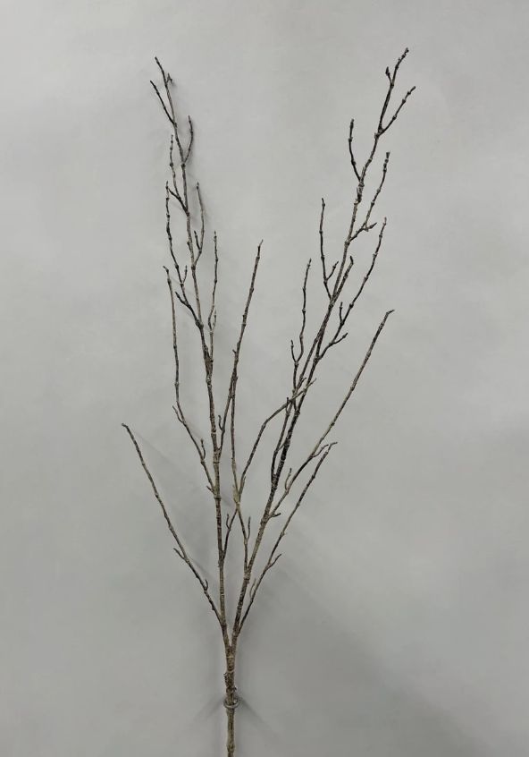 Twig Branch