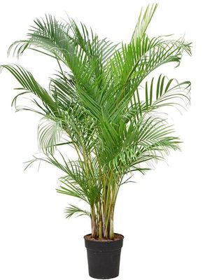 Plante Multipliant 150 à 200 cm