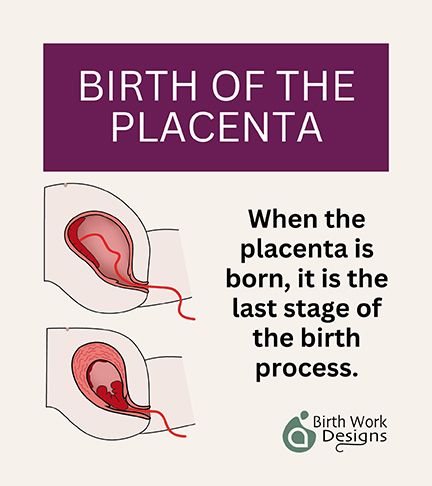 BIRTH OF THE PLACENTA
