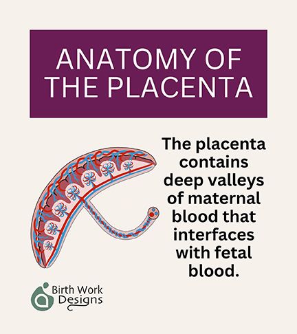 ANATOMY OF THE PLACENTA