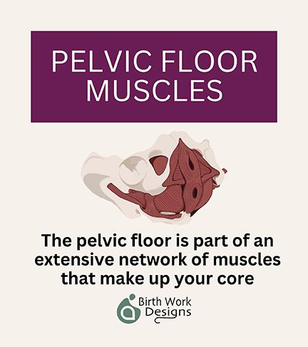 PELVIC MUSCLES