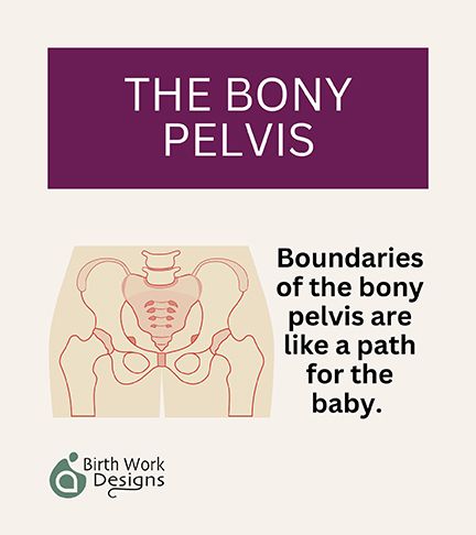 THE BONY PELVIS