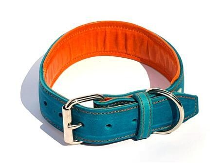 Padded leather collar, turquoise and orange, 4.5 cm wide