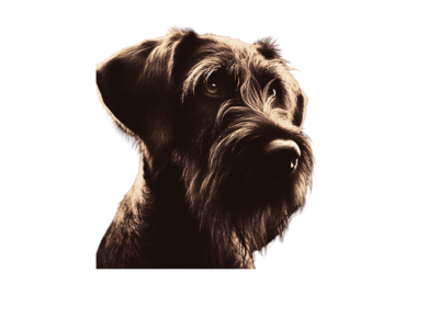 Collar hunting dog