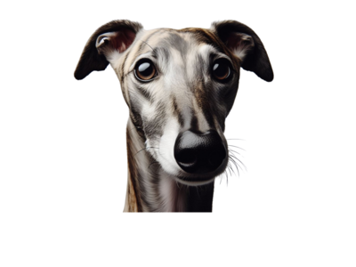 Collar Greyhound