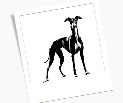 Collar whippet
