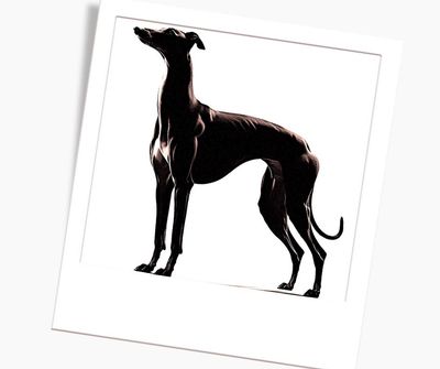 Collar greyhound