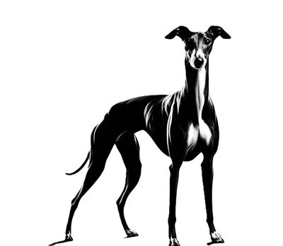 05. &amp; 06.07.2025 Windhund Ausstellung &amp; Coursing Norresundby Dänemark