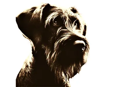 Collar hunting dog