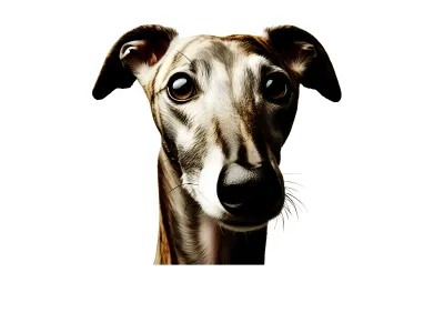 Collar Greyhound