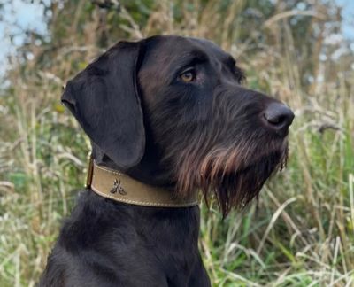 Collar hunting dog