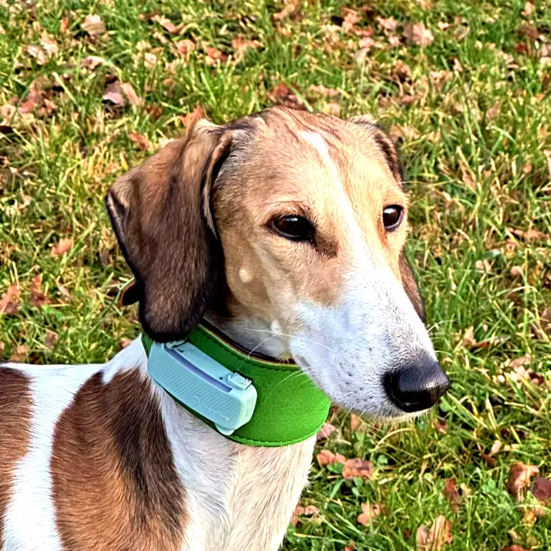 Request for adjustment of your existing collar