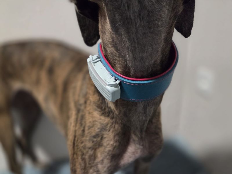 Tractive tracker compatibility with wide collars