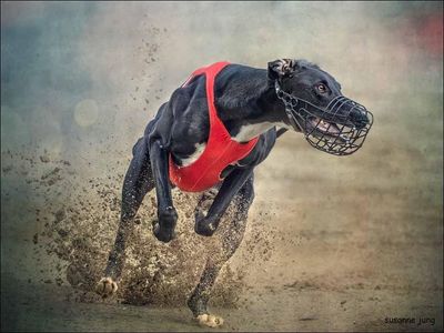 Sighthound Racing