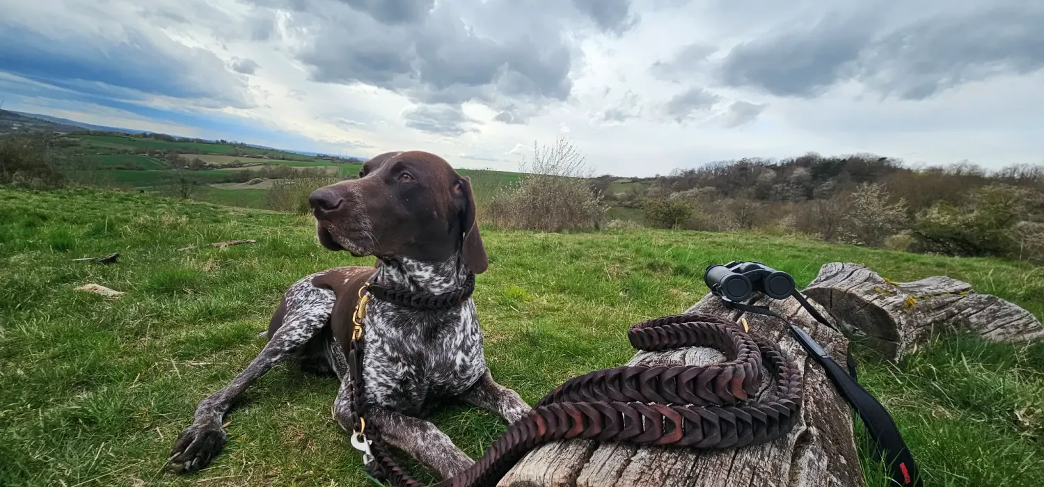 Dog of the breed German Shorthaired Pointer wearing a brown collar and a brown crossbody dog lead.