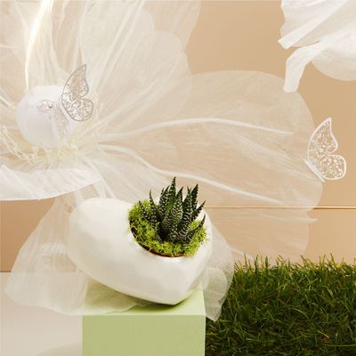 Claraluna - Vaso forma cuore bianco con piantina e muschio 25146