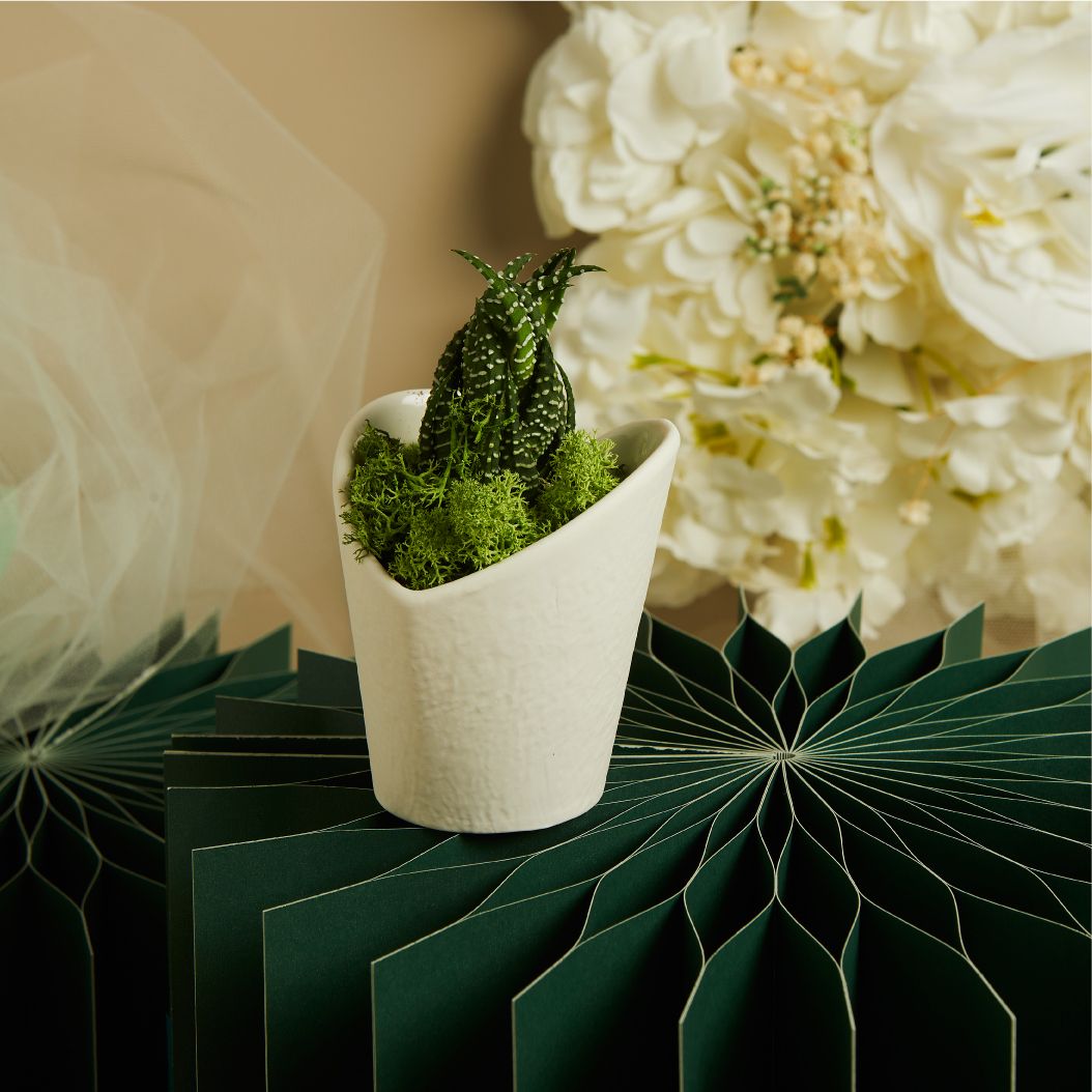 Piantina vasetto con cuore con piantina e muschio