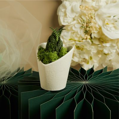 Piantina vasetto con cuore con piantina e muschio