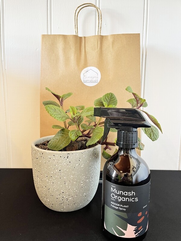 Potted Plant Hamper