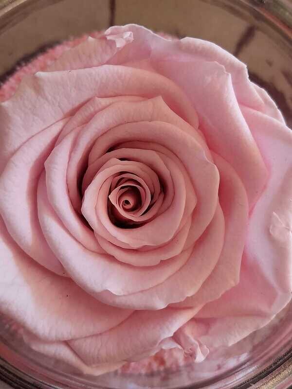 Rose rose