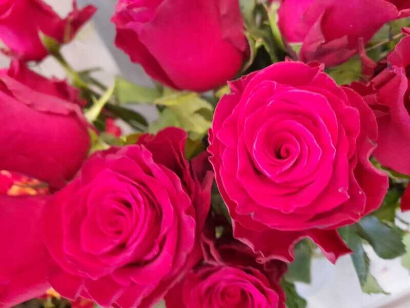 Rose rouge