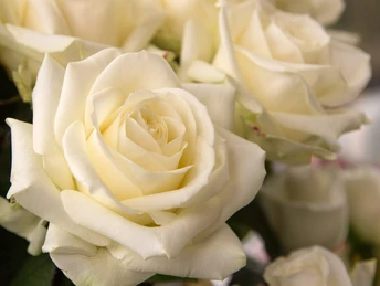 Rose blanche