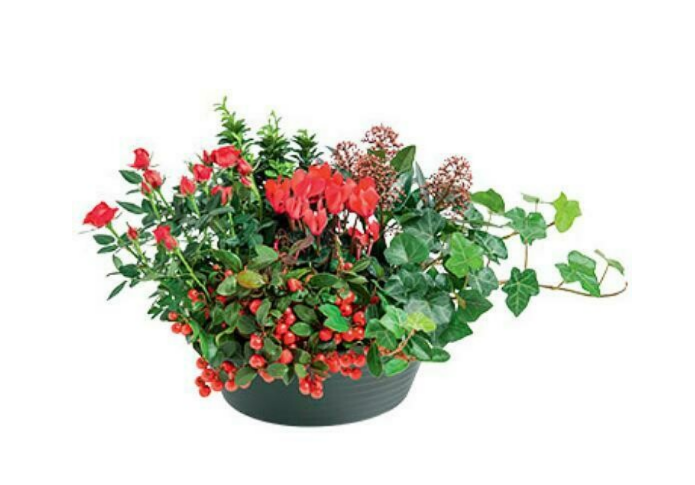 Coupe de plantes deuil.