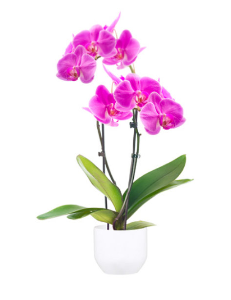 Phalaenopsis cache pot