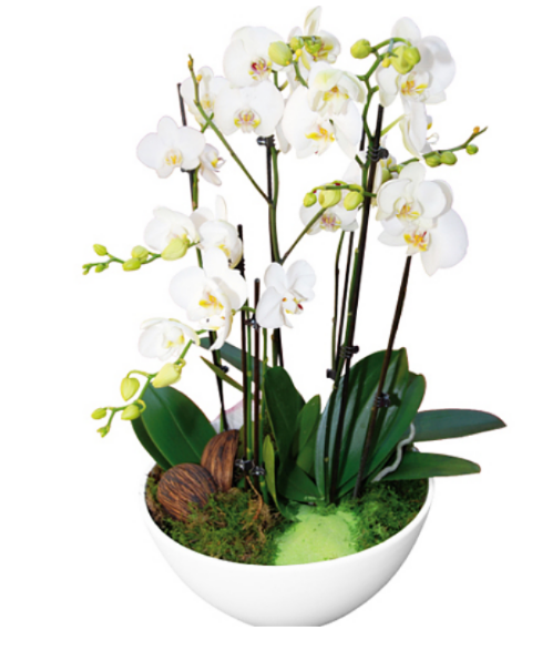 Phalaenopsis