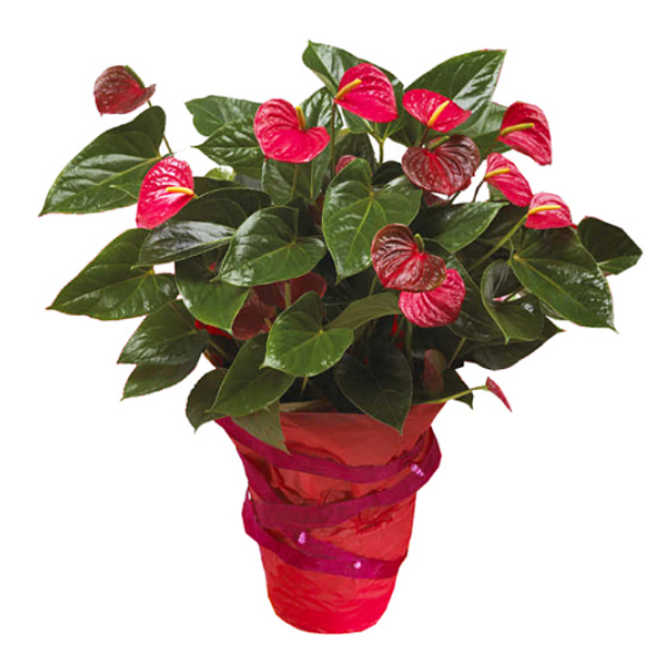 Plantes anthurium pot