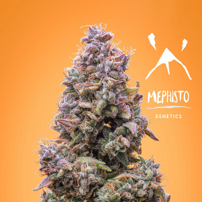 Mephisto Mango Smile Autoflower (FEM,SD) 3pk
