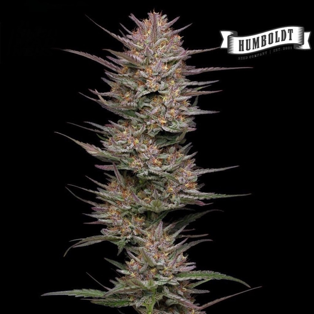 HSC 10pk Raspberry Parfait