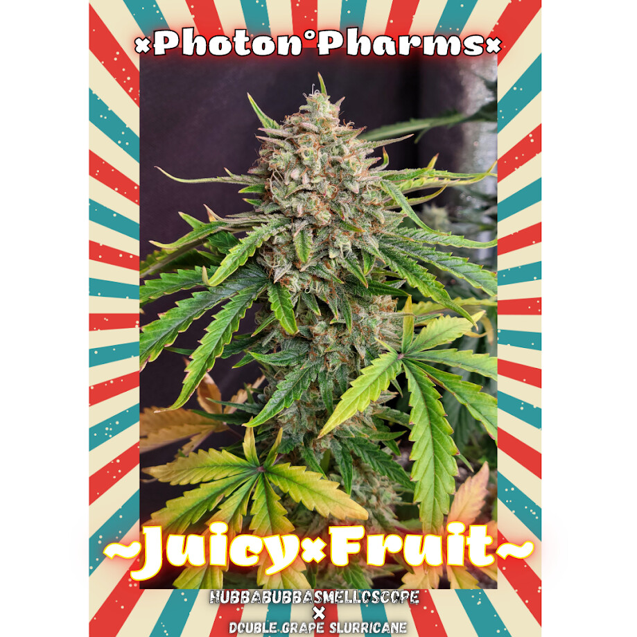 Photon Pharms Autoflower Juicy Fruit F2 (FEM,SD) 4pk