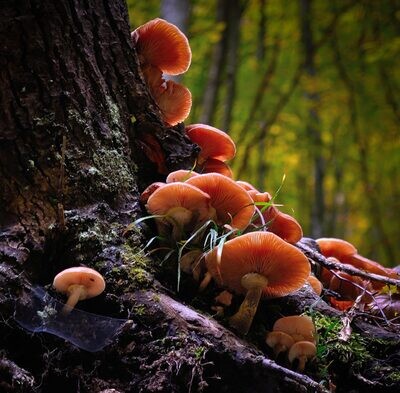 Mushroom Cultivation