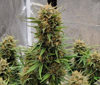 Savage Land Exotics Autoflower