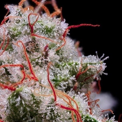 Ethos Autoflower