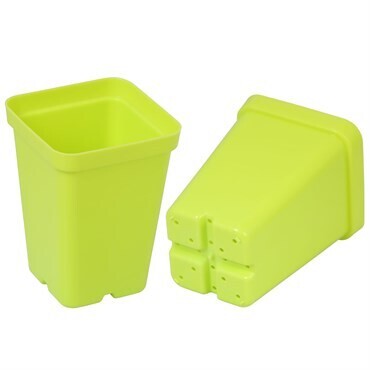 Sunpack Square Pot Lime Green 2.5in